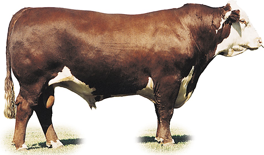 Image d'un taureau Hereford