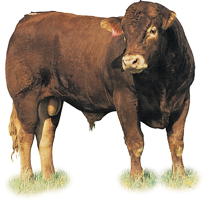 Image of A Limousin bull