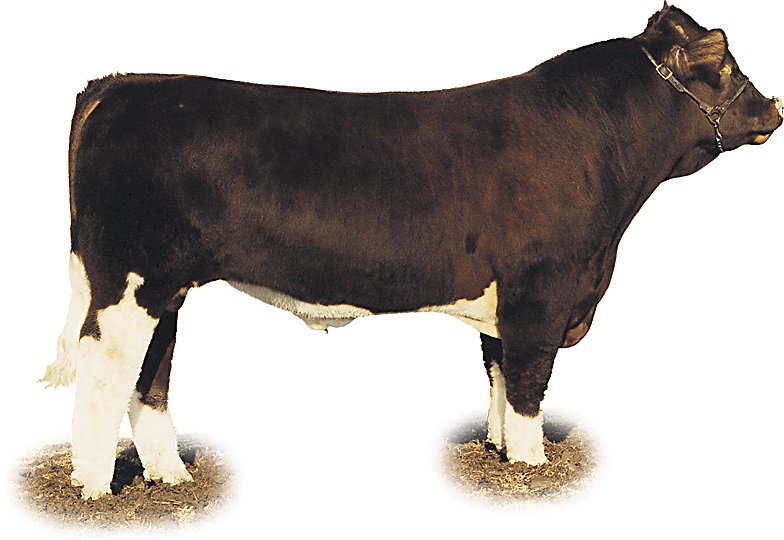 Image of A Maine-Anjou bull