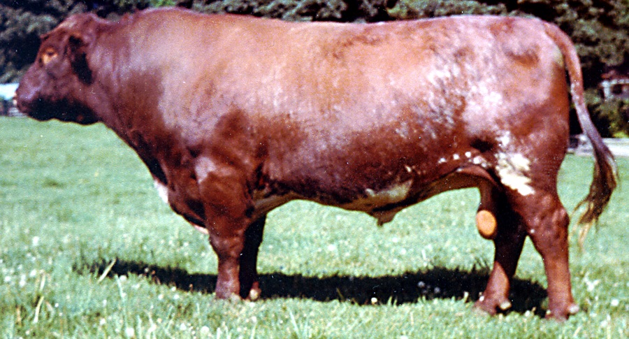 Image of A Shorthorn bull