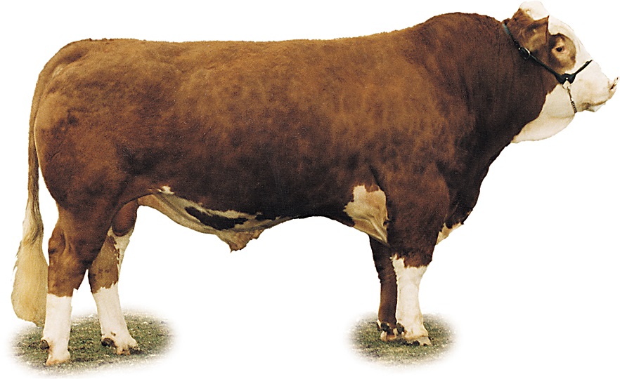 Image of A Simmental bull