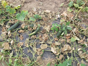 Cucumber crop severely infected with downy mildew, showing sunscald on the fruit
