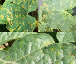 Mildiou sur une feuille de concombre, sur une feuille de cantaloup et sur une feuille de melon d’eau