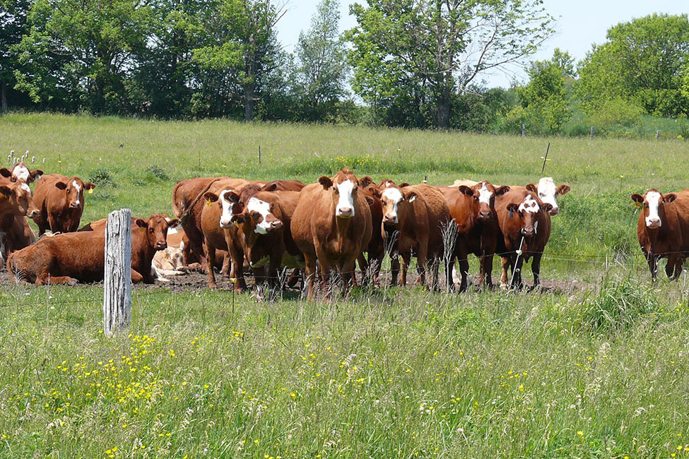 cattle in pasture