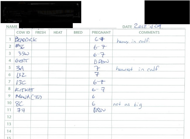 Sample of a pregnancy scanning report for beef cows.