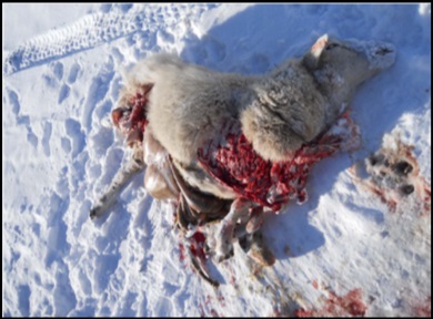 Close up of a dead ewe on snow covered ground.