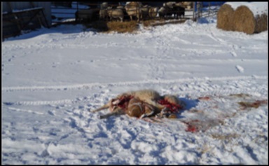 Wide angle view of a dead ewe on snow.