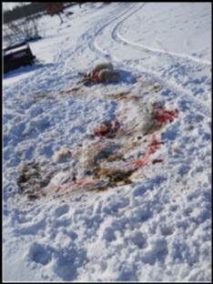 Wide angle view of dead ewe on snow covered ground and predator tracks and blood around the kill.