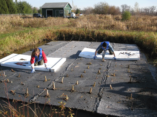 Installing a floating wetland