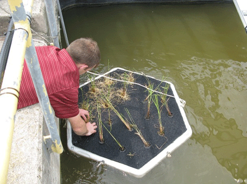 Installing a small floating wetland