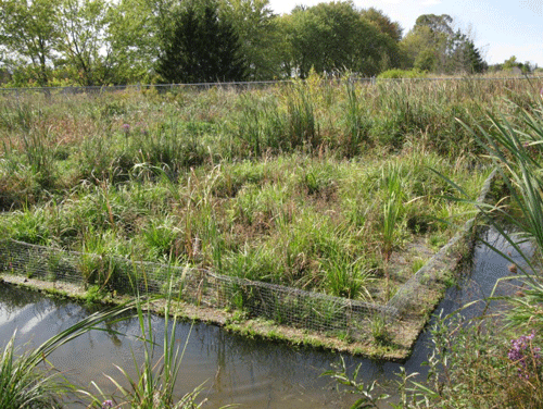 Well-established floating wetland