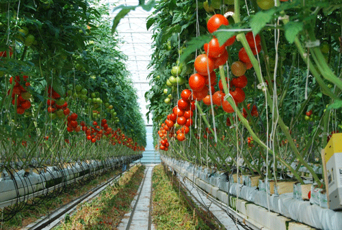 Greenhouse operation showing nutrient bearing water delivery to tomato plants