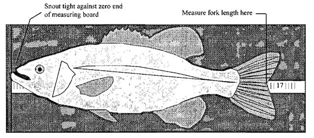 Diagram of a fish on a measuring board and graduated ruler. Labels for the placement of the snout and location of measurement are shown.