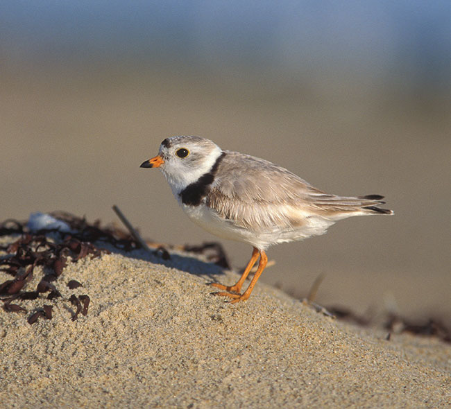 photo of a Piping Plover.