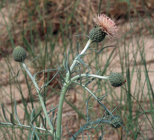 This is a photo of the Pitcher’s Thistle, which is a perennial plant with a distinctive whitish-green colour. It generally appears as a ring of basal leaves or a rosette with leaves that have a diameter of 15 to 30 cm. At maturity, it produces an upright stem that stands 50 to100 cm tall with one to several spiny thistle heads of white or pale pink flowers.