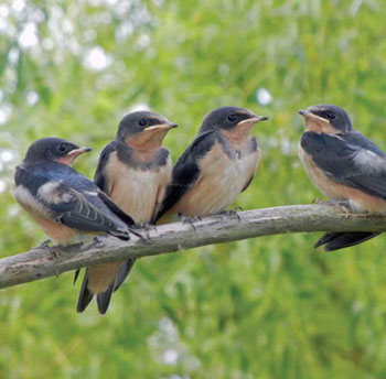 Colour photo of Barn Swallows on a branch