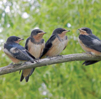 Barn Swallow Government Response Statement Ontario Ca