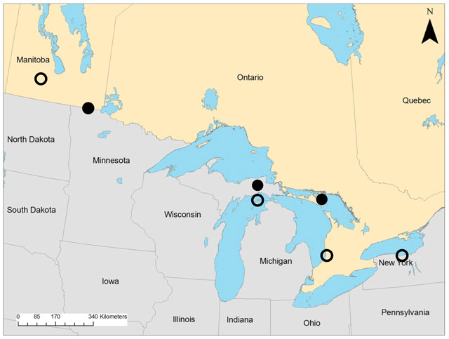 Figure 2 showing historical and current distribution of the Aweme Borer in Ontario and range-wide. Black circles represent species collected in 2005 in Manitoulin Island, in 2009 in northern Michigan) and in 2014 in Pine Creek, Minnesota. Open circles represent species not seen for more than 70 years (collection date 1936 or earlier).