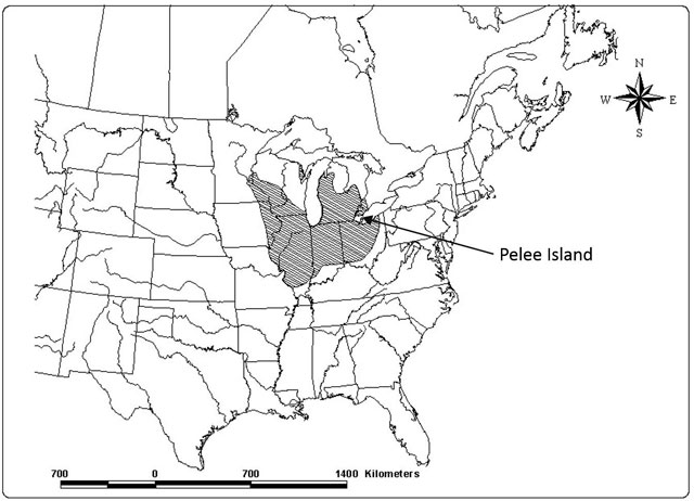 Map of North American distribution of Blue Racer. Blue Racer is mostly restricted to an area south of the Great Lakes, spanning several states.