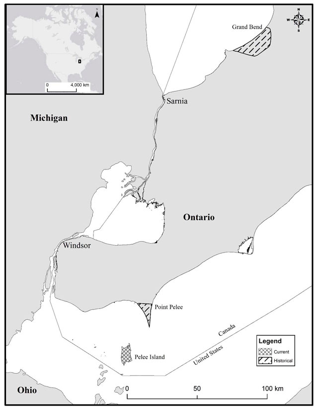 Map of current and historical distribution of Blue Racer in Ontario. Historically near Point Pelee and Grand Bend. Currently only on Pelee Island.