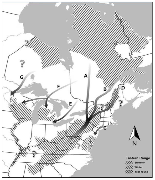 Map of Golden Eagle distribution in northeastern North America, showing summer and wintering grounds and suspected southbound migration corridors. Ontario’s only habitat indicated is summer habitat in the Hudson Bay Lowlands region. Migration corridors for Ontario’s and northern Quebec’s eagles cross through Ontario, generally going around or between Great Lakes. This includes corridors west of Lake Superior, at the intersection of Lakes Superior, Michigan, and Huron, between Lakes Huron and Erie, and east of Lake Ontario.