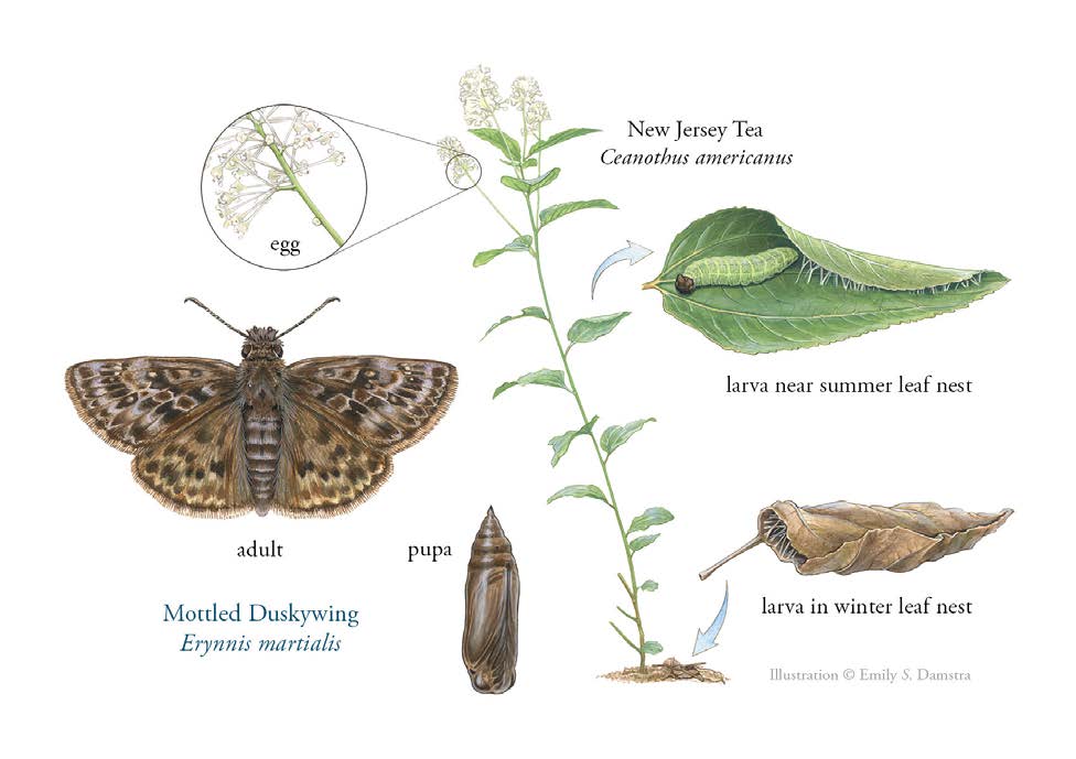 Illustration of Mottled Duskywing life cycle from egg to adult stage. Egg is shown on New Jersey Tea near flowers; larval stage shown in leaf folded with silk; larva shown overwintering in curled brown leaf underneath host plant; pupal and adult stages also shown.