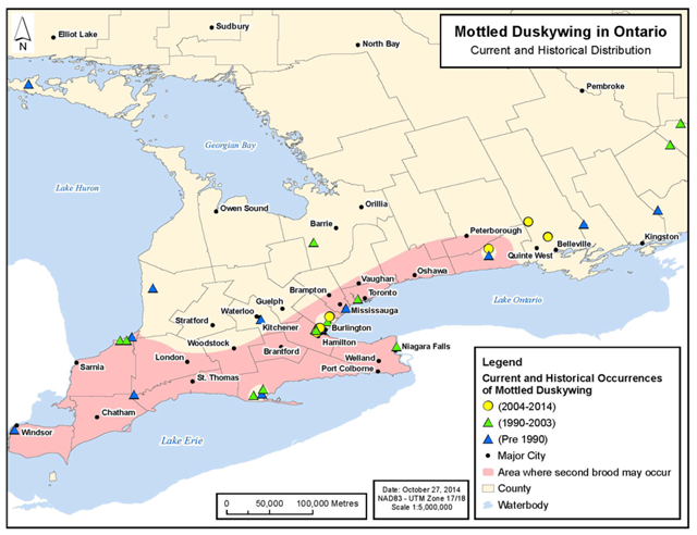 Map of Mottled Duskywing current and historical distribution in Ontario. Distribution scattered across southern Ontario. Southern part of southwestern Ontario shaded to indicate the area where a second brood may occur.