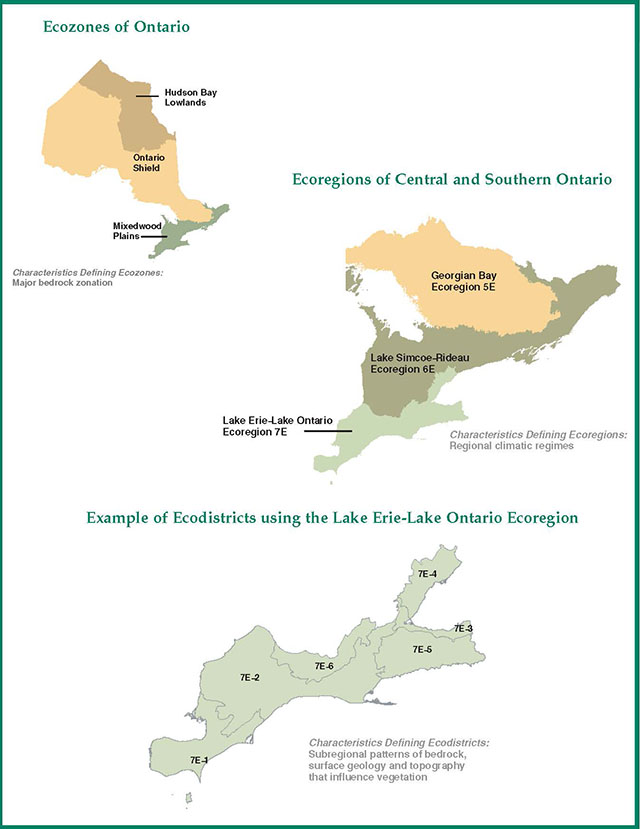 ecozones, ecoregions and ecodistricts are defined by the characteristics noted, and are nested units in Ontario’s Ecological Land Classification system. The Mixedwood Plains Ecozone, for example, contains two ecoregions (Lake Simcoe - Rideau and Lake Erie-Lake Ontario) which are themselves divided into numerous ecodistricts as shown by the illustration of Lake Erie-Lake Ontario ecodistricts