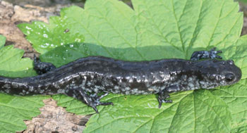 Colour photo of Small-mouthed Salamander on a green leaf.