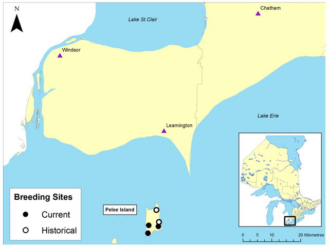 Map of historical and current breeding sites in Ontario. All sites are on Pelee Island, in Lake Erie.