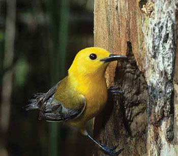 colour photograph of the Prothonotary Warbler species