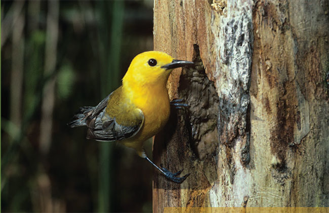 photo of Prothonotary Warbler.