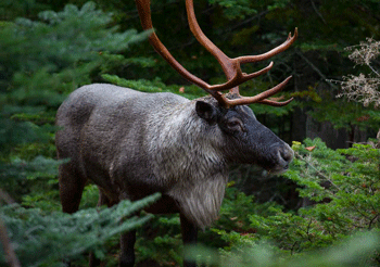 This is a photograph of a caribou.