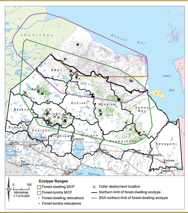 This map depicts the minimum convex polygon (MCP) for forest-dwelling woodland caribou in green and forest-tundra woodland caribou in purple.