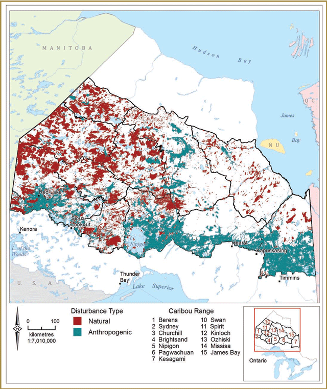This map of Northern Ontario depicts natural disturbances in maroon and anthropogenic disturbances in teal. 