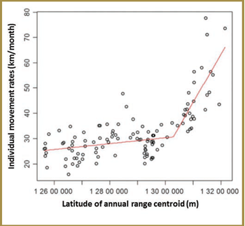 This figure depicts the latitudinal shift in caribou movement rates in Ontario: the transition from forest-dwelling to forest-tundra ecotype. The X axis represents the latitude of annual range centroid and the y axis represents individual movement rates (kilometres/month).