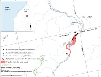 map that shows the area within which critical habitat is found for the Pugnose Shiner in the Teeswater River.