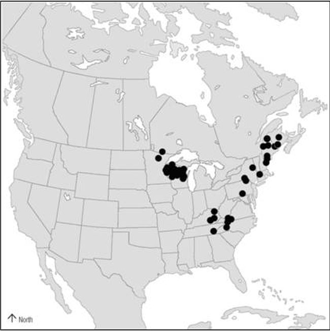 Map showing the global range of the Pygmy Snaketail, which is limited to eastern North America.