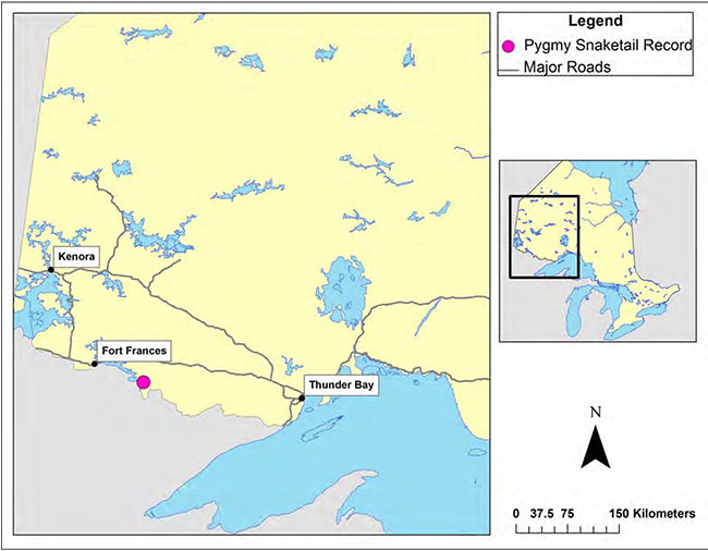 Map showing the distribution of Pygmy Snaketail in Ontario, which shows one record (east of Fort Frances).