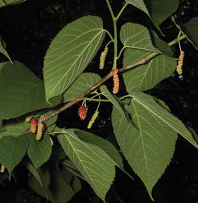 Photo of a Red Mulberry tree.