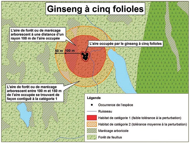 Diagramme servant d’exemple d’application des mesures générales de protection de l’habitat du ginseng à cinq folioles. Il illustre la catégorisation d’habitat décrite dans ce document.
