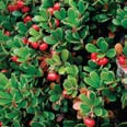 photo of bearberry.