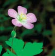 photo of Wild Geranium.