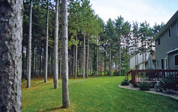 photo of pine trees kept well spaced and pruned high.