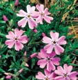 photo of Moss phlox.