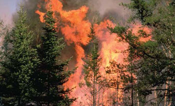 photo d’un incendie de cimes dans un couvert forestier.