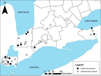 This is a map showing the historical and current distribution of Shumard Oak in Ontario.