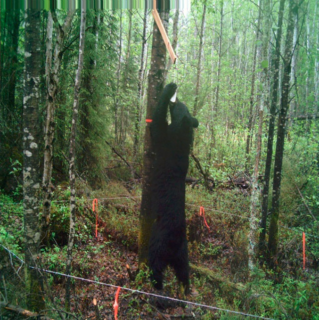 A black bear inside a hair trap
