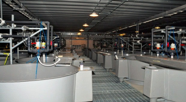 A photo of fish hatchery tanks