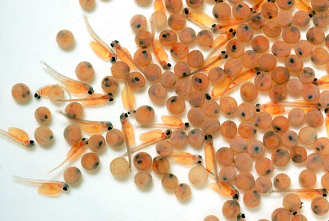 A photo of fish eggs